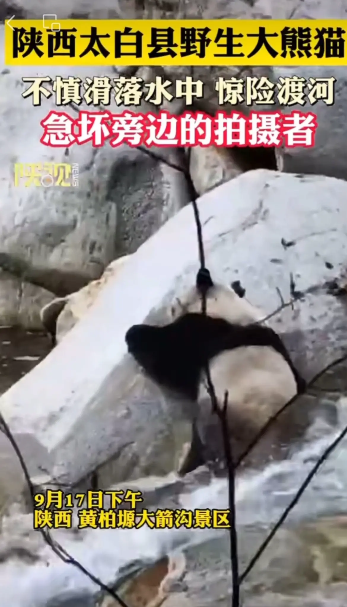 太白县野生大熊猫不慎滑落水中，惊险渡河，急坏旁边的拍摄者
