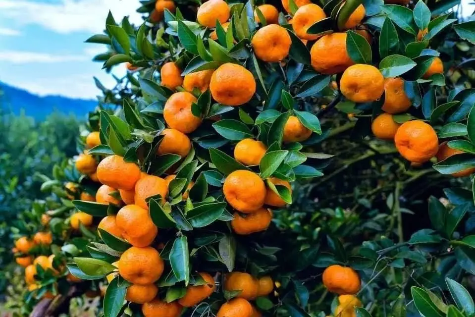 桔子熟了，城固向您发出甜蜜邀约