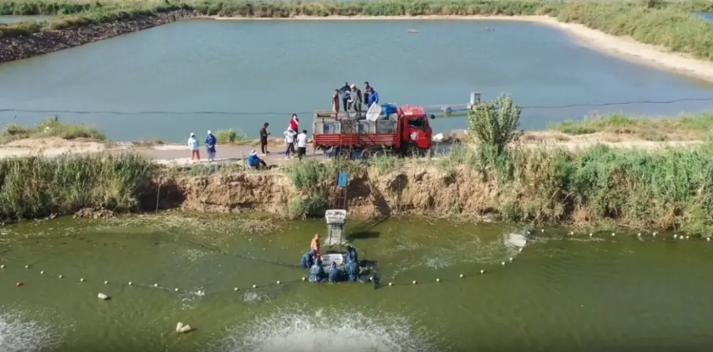 金秋时节！大荔鱼虾肥美抢“鲜”上市