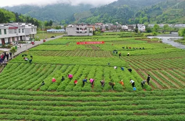 探索发展模式、带动增收致富