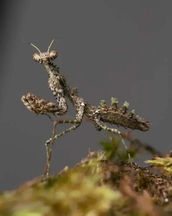 汉中发现新物种——秦岭缺翅螳