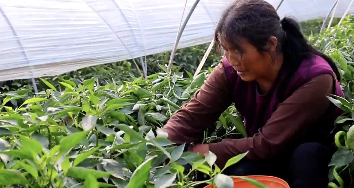 临渭区官路镇北志道村秋延辣椒喜获丰收
