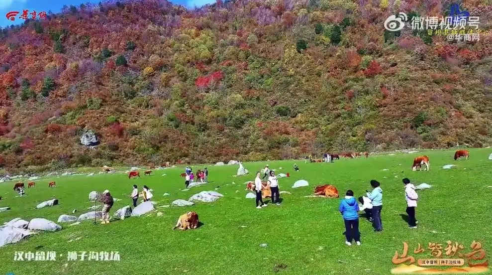 山山皆秋色！秦岭宝藏牧场秋景上线