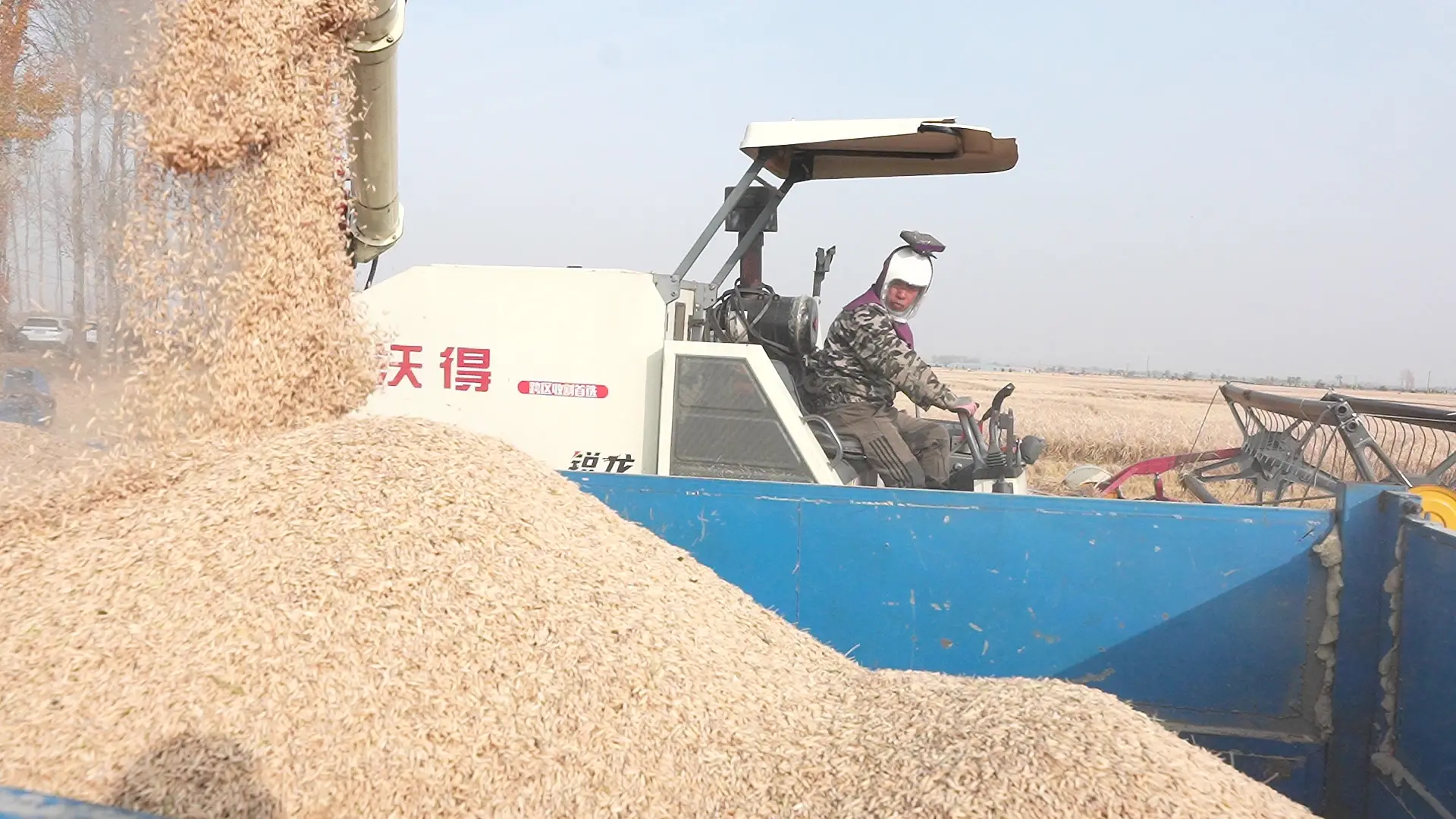 天下第一粮仓，“丰”光无限，榆树每年为每个中国人产5斤粮