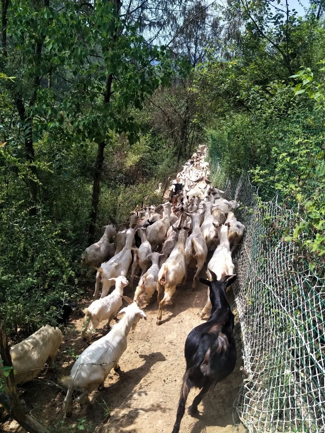 点赞！汉滨这一项目获评全球最佳减贫案例