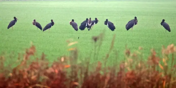 “鸟中大熊猫”来大荔黄河湿地越冬