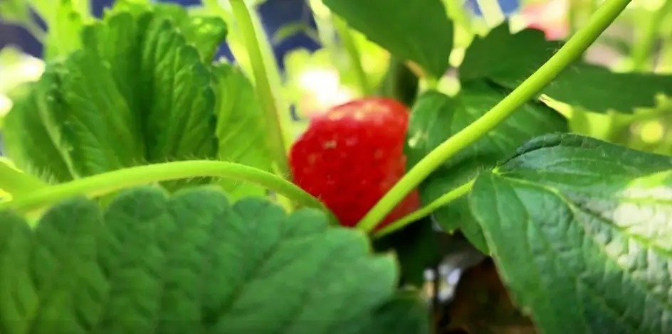 华州区初冬头茬草莓抢“鲜”上市，快去尝鲜吧