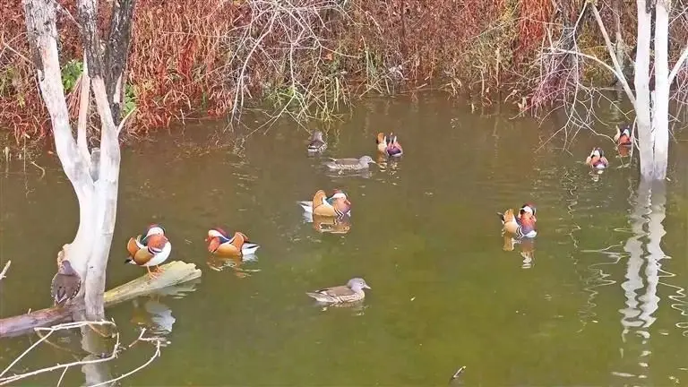 延安迎来特殊“新朋友”，鸬鹚和彩鹮首次现身
