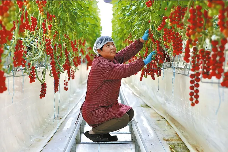 樱桃番茄上市啦！一颗颗像极了“玛瑙”挂在枝头