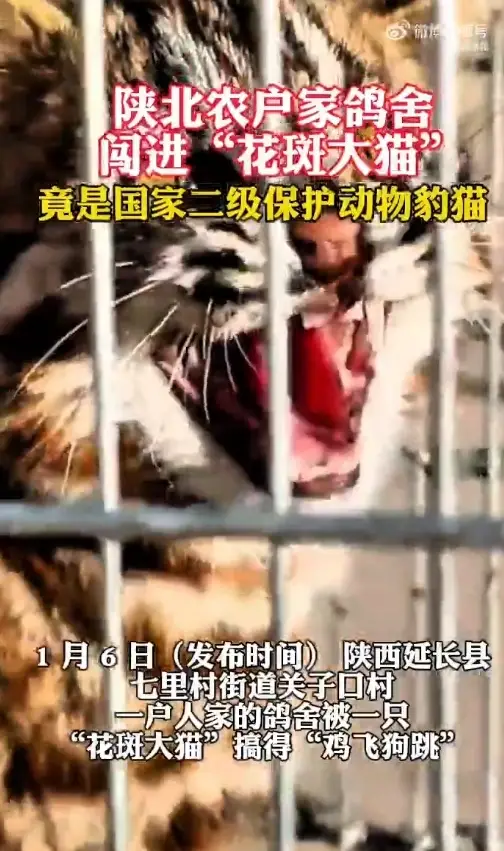 陕北农户家鸽舍闯进“花斑大猫”竟是国家二级保护动物豹猫