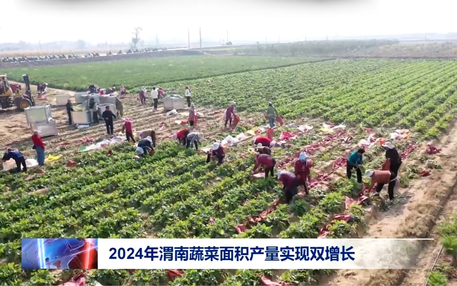 创历史新高！2024年渭南蔬菜面积产量实现双增长