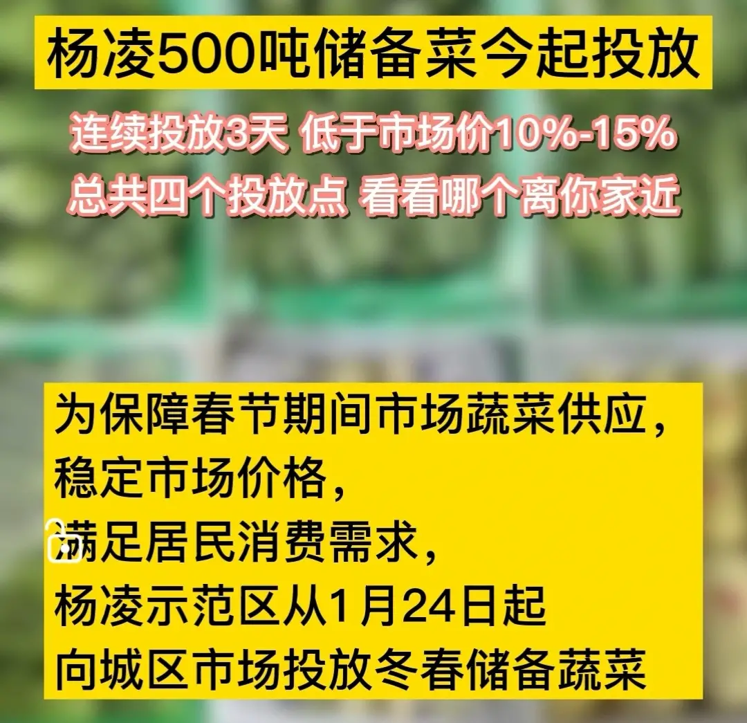 杨凌500吨储备菜今起开始投放