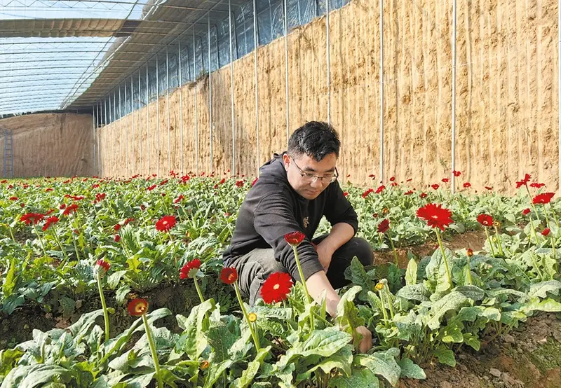 郁金香、百合、玫瑰等，澄城这14个花卉温室大棚年味浓