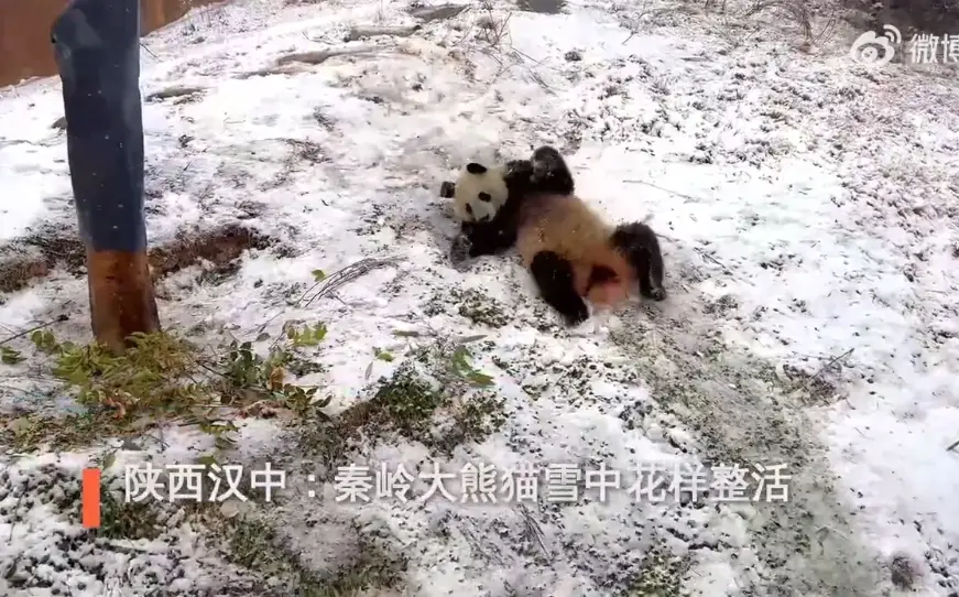 秦岭大熊猫雪中花样整活，忙得不亦乐乎