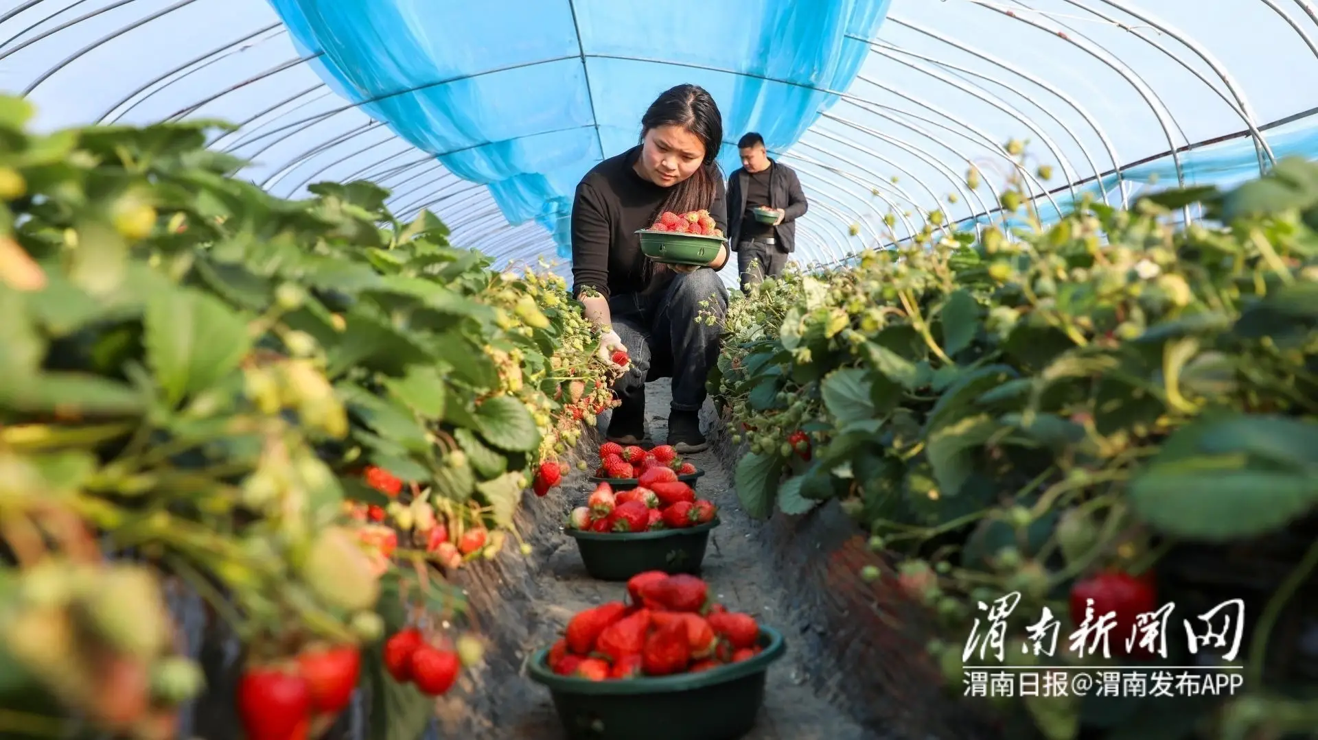 邂逅春日“莓”好！快来草莓采摘园感受春日浪漫