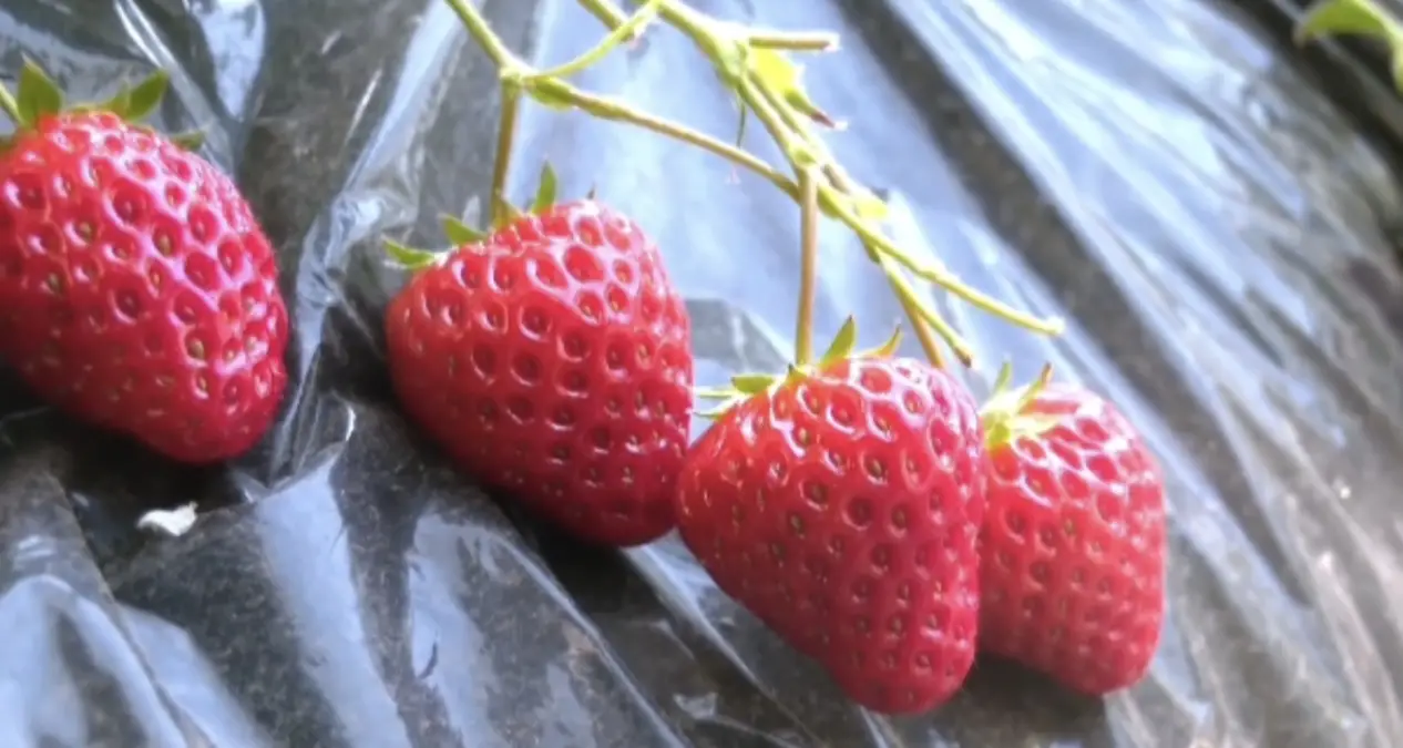 人勤春来早，大棚农事忙