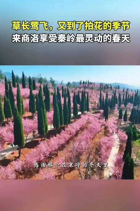 草长莺飞，又到了拍花的季节，来商洛享受秦岭最灵动的春天