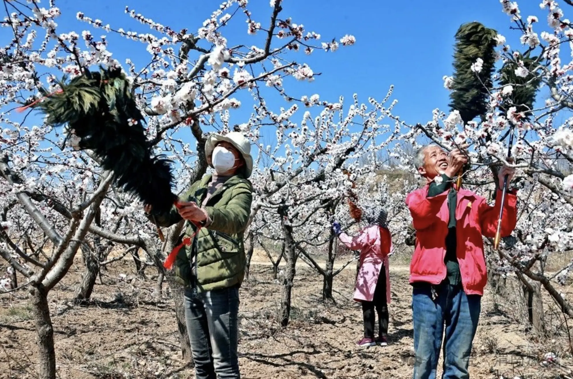 大荔县万亩杏花笑春风