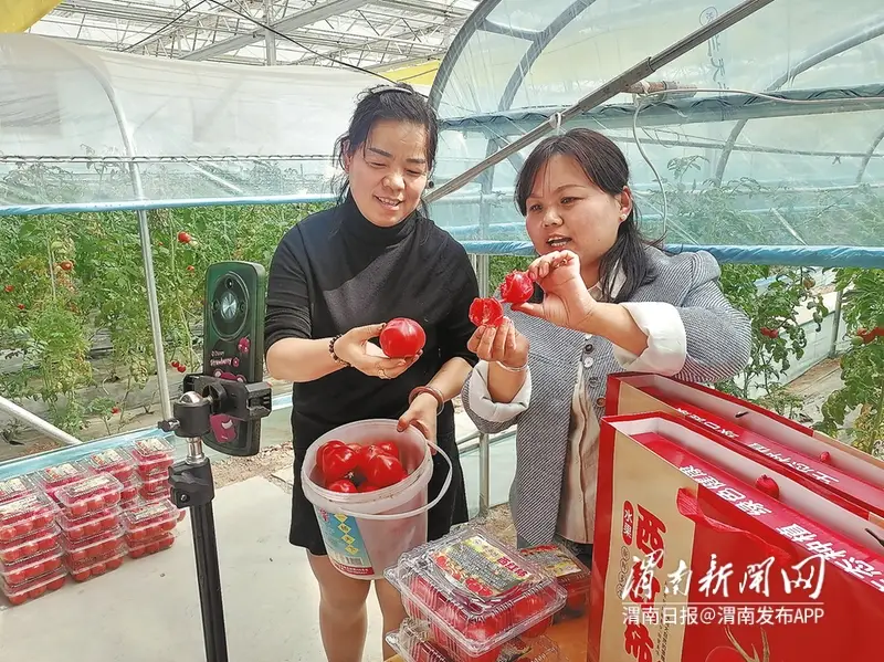 澄城草莓西红柿首次成熟上市，快来尝鲜