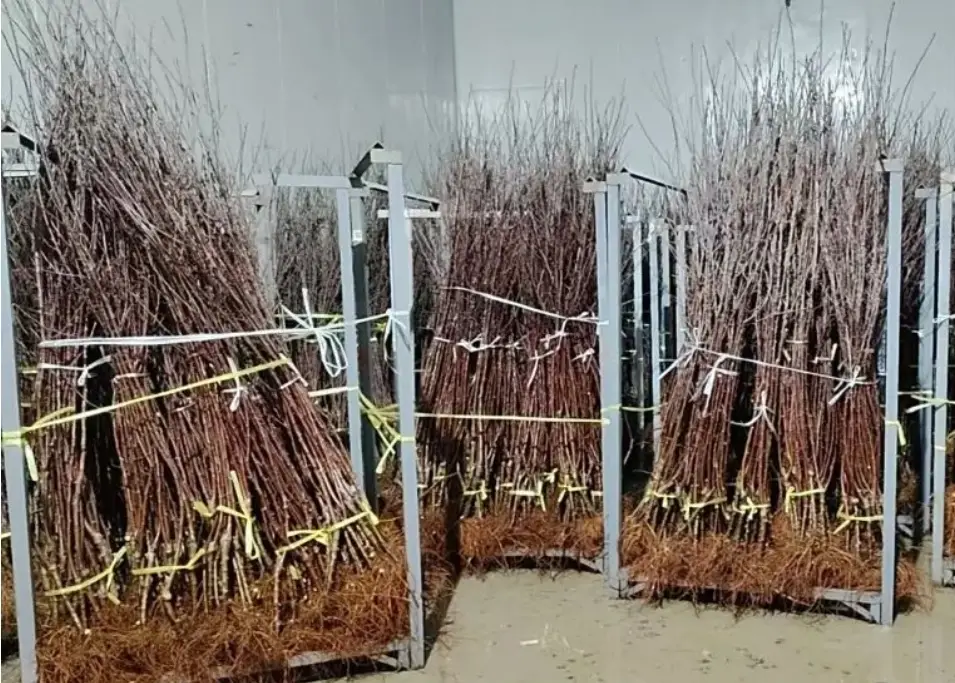 白水苹果苗出口塔吉克斯坦，1.6万株用于中塔友谊苹果园建设