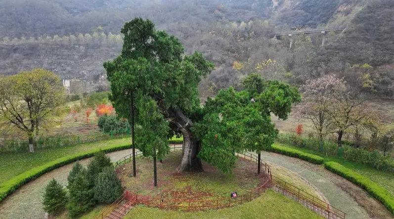 守护“有生命的文物”