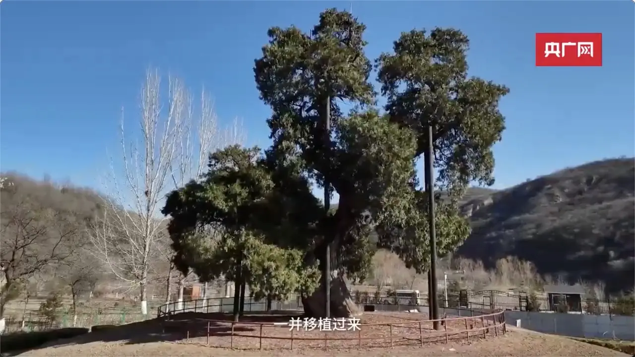 高14.5米！黄陵一颗约5000年树龄的老君柏生长茂盛