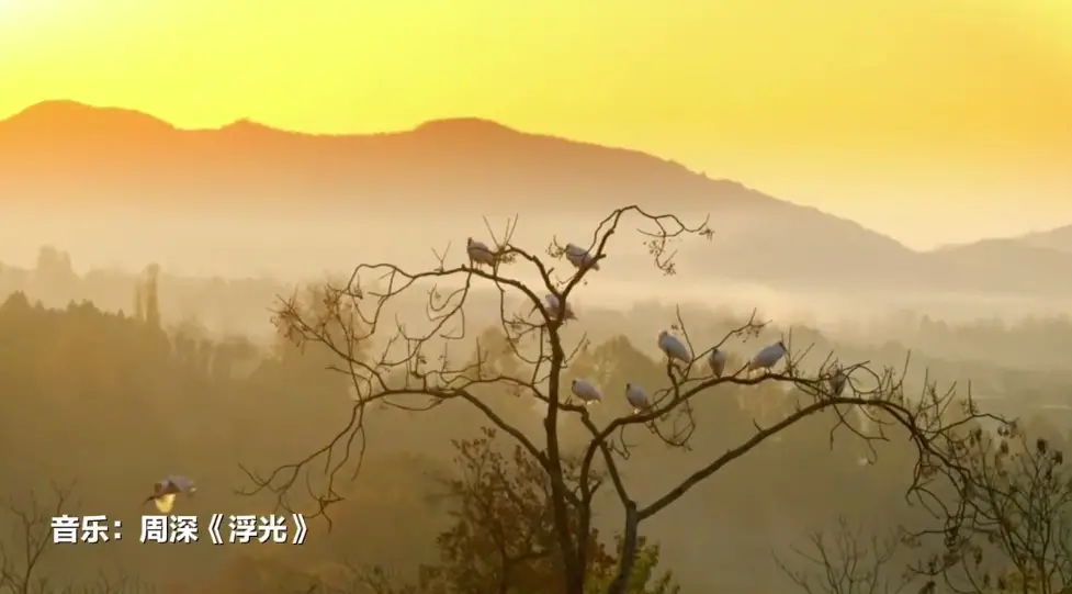 生态之美！朱鹮枝头栖息每帧都是东方美学