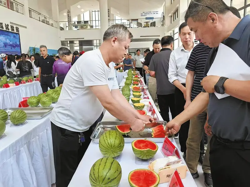 西瓜也内卷？蒲城150个西瓜“同台竞技”