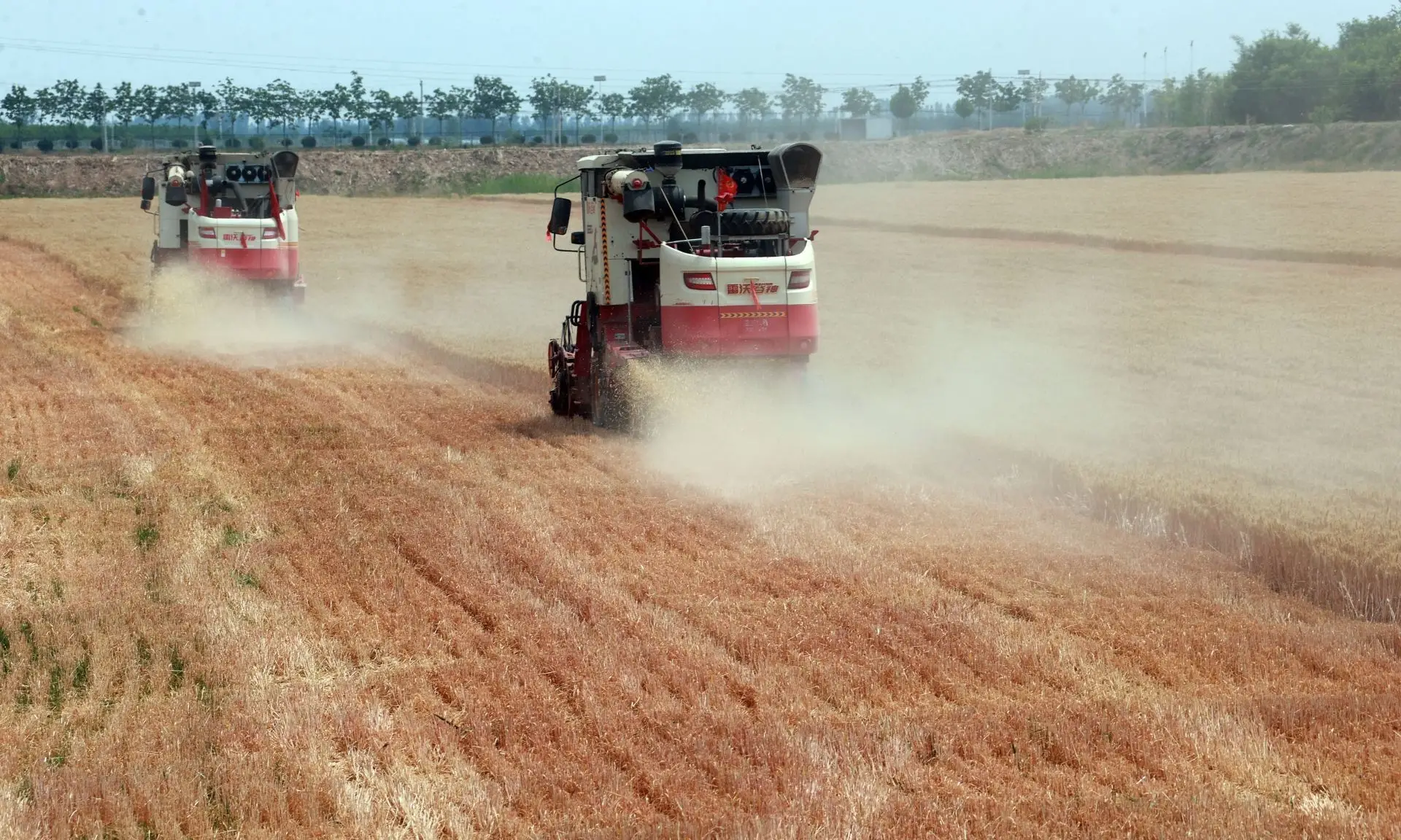 回家收麦啦！大荔县50余万亩小麦“喜开镰”