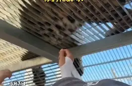 游客薅老虎毛称可以辟邪，园方：禁止触摸动物