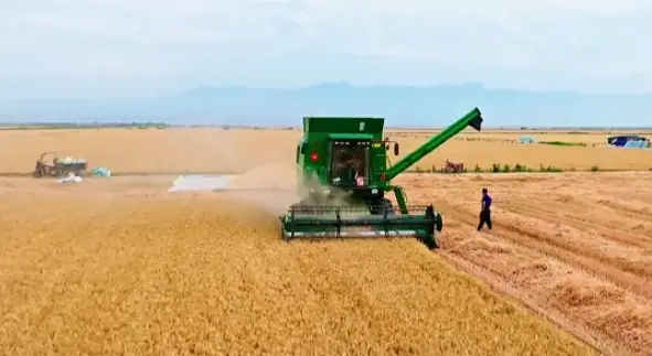大荔金色麦浪翻滚，万亩麦田丰收