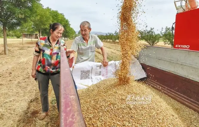 镜头里的丰收季，美到窒息！