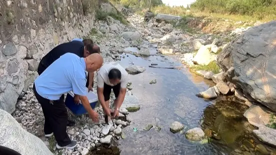 潼关县娃娃鱼被困浅水滩，干群合力助其重返自然