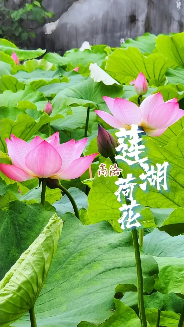 【飞阅陕西】仙子初开粉面妆！夏天总要拍一次荷花吧