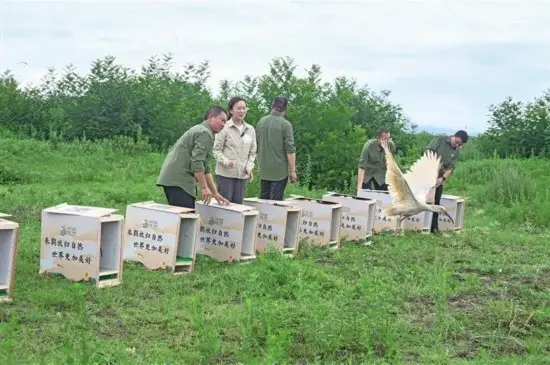 12只朱鹮在汉江畔放归自然