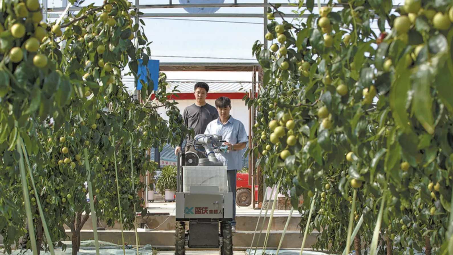 大荔冬枣园迎来AI采摘机器人