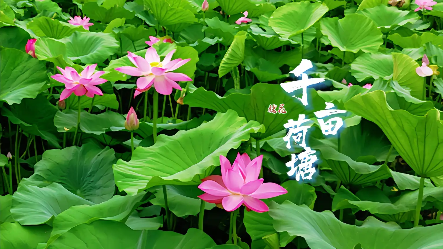 【飞阅陕西】避暑商洛·来棣花古镇，和夏天“荷”个影吧！