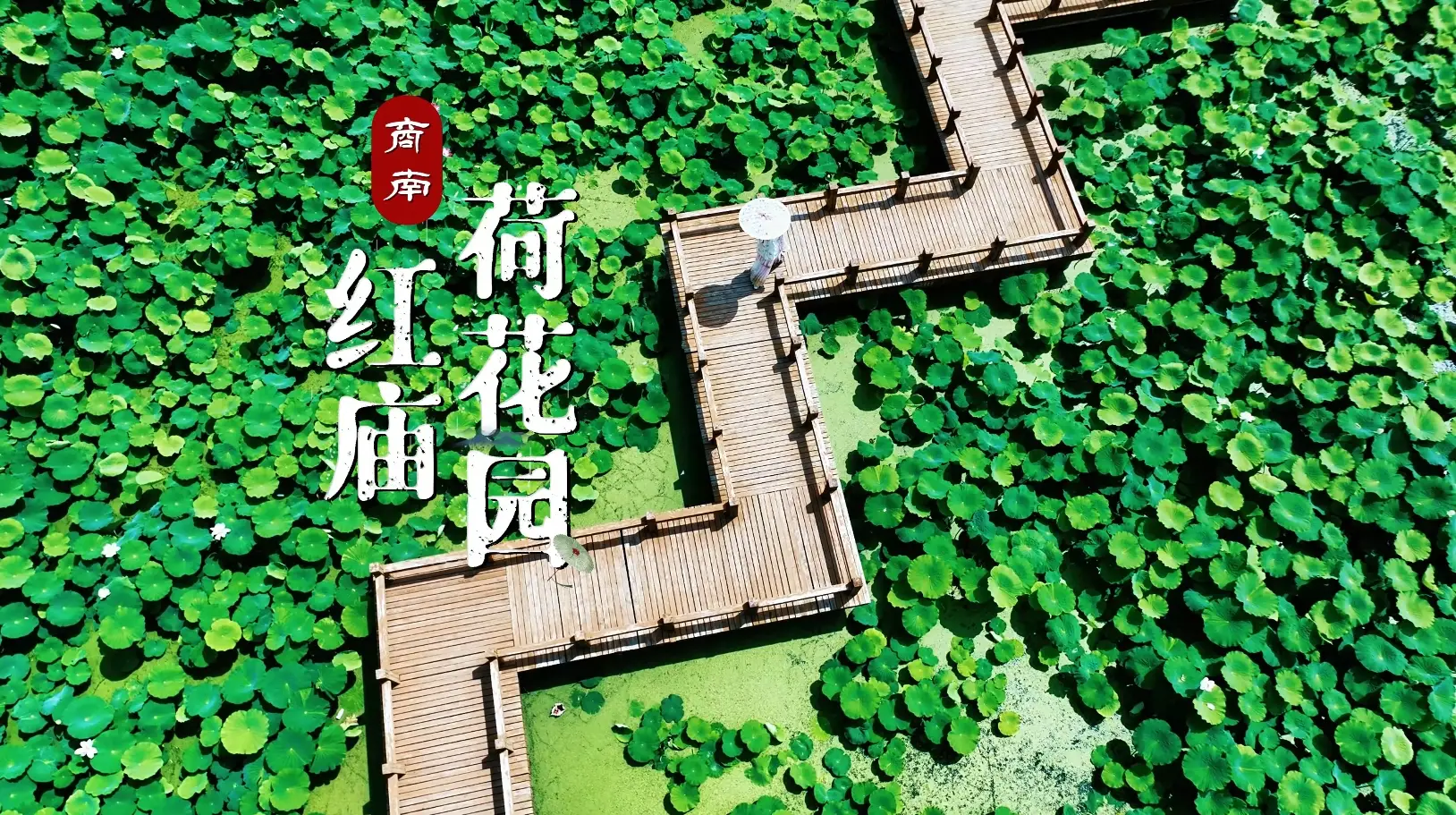 【飞阅陕西】夏日赏荷好去处，来商南县试马镇感受“接天莲叶无穷碧”的意境