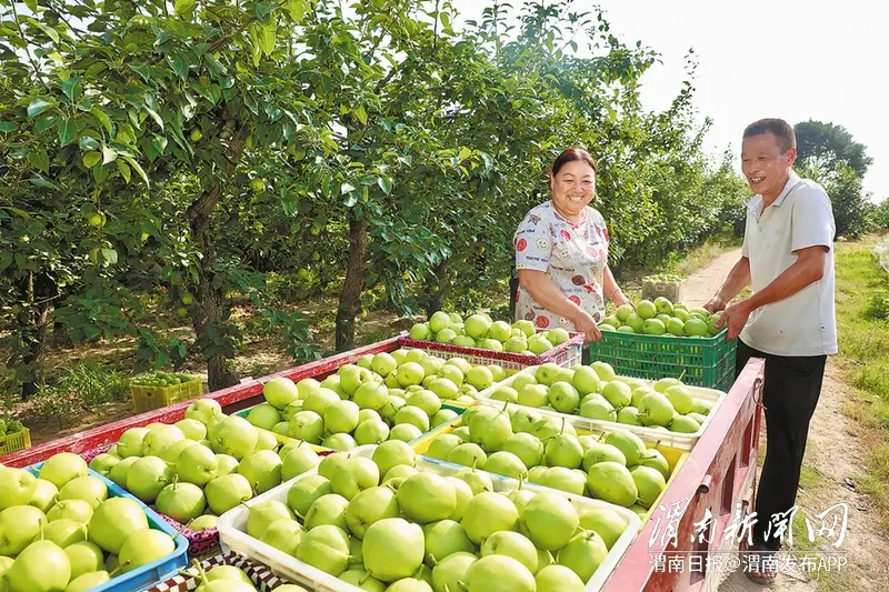 临渭区孝义镇早酥梨陆续上市