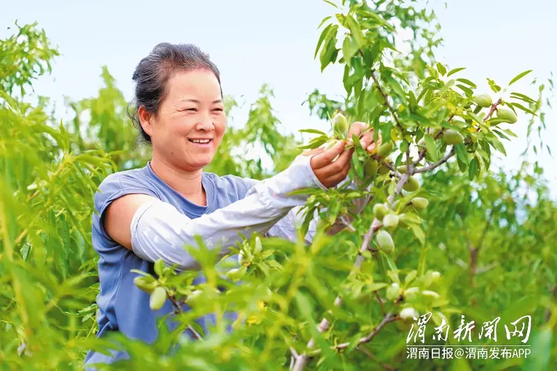澄城巴旦木你吃过吗？在这里它成了村民致富的金果果