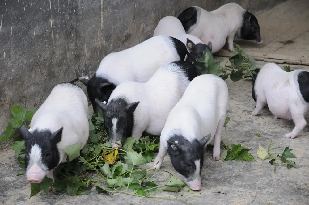 世界首例！中国团队将基因编辑猪肺成功移植人体