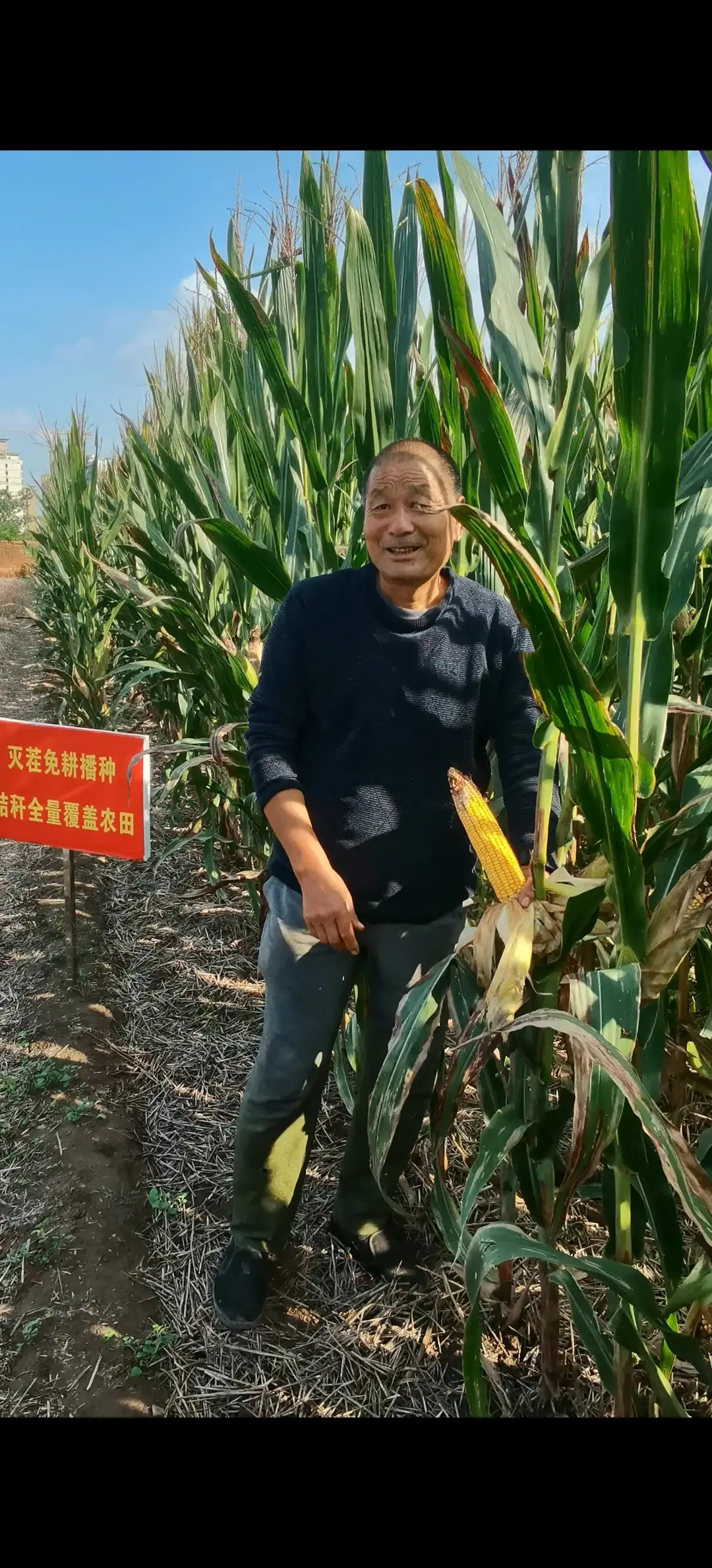“用灭茬免耕种的玉米个高棒子大！”农民：要相信新技术