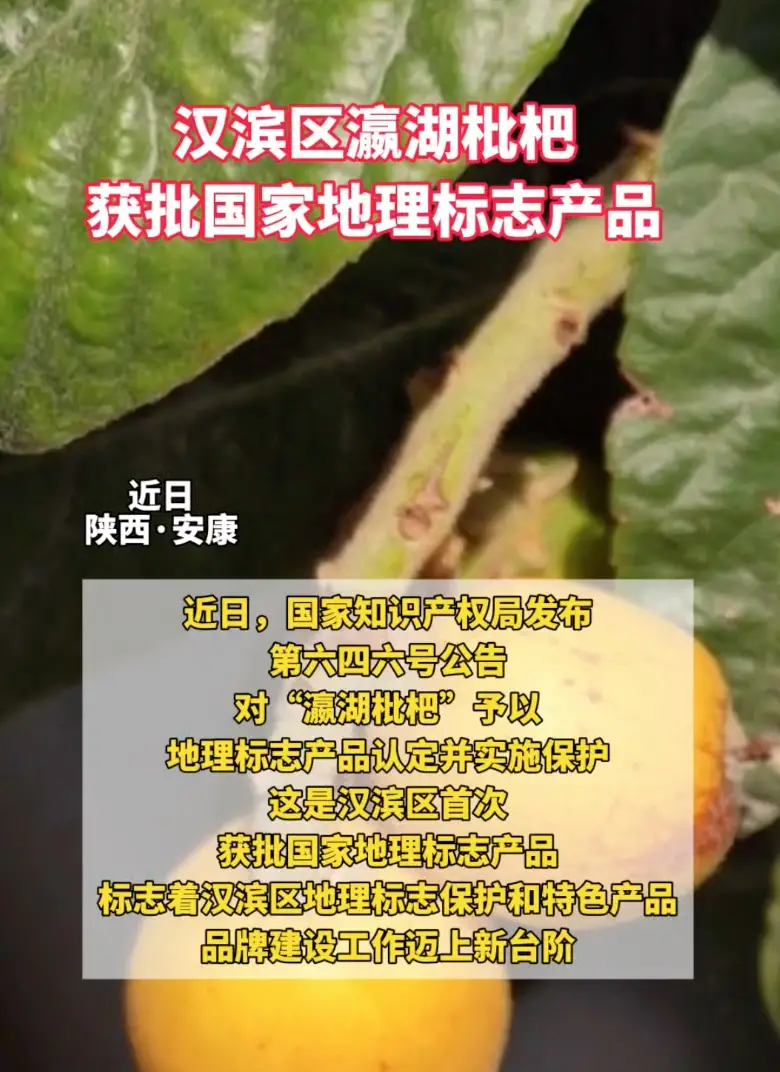 汉滨区瀛湖枇杷获批国家地理标志产品