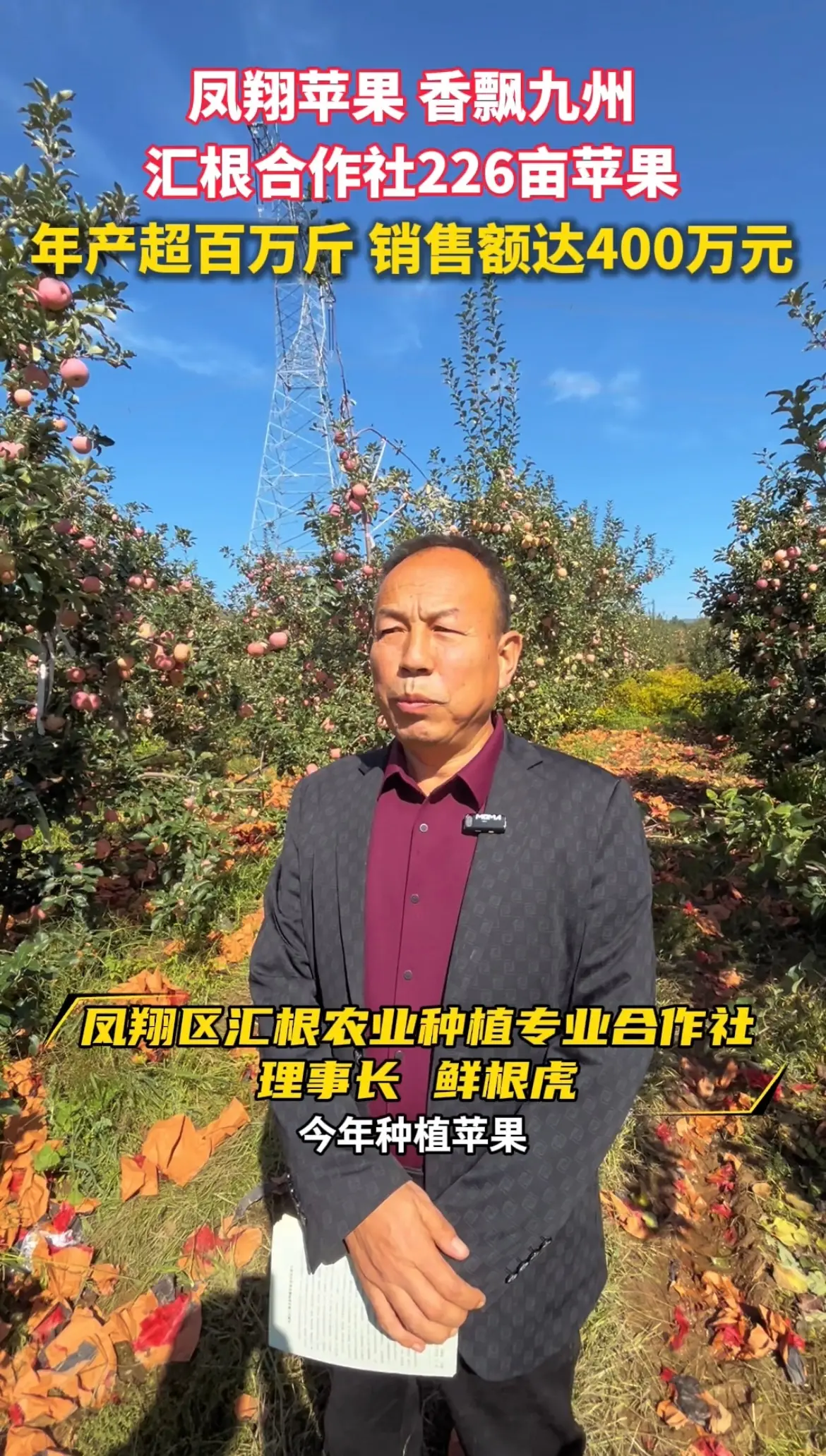 凤翔汇根合作社226亩苹果，年产超百万斤销售400万元