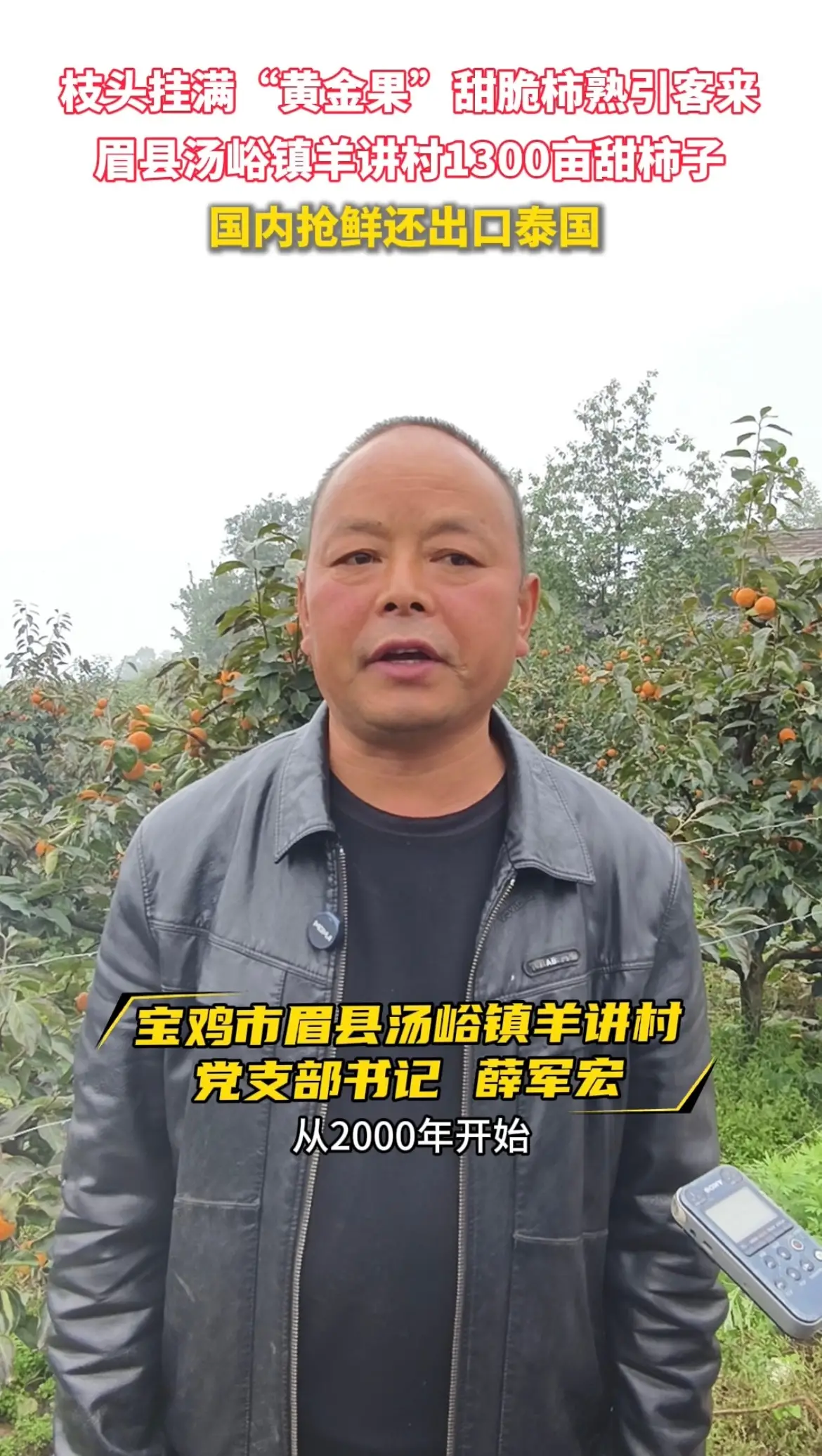 眉县汤峪镇羊讲村1300亩甜柿子，国内抢鲜还出口泰国