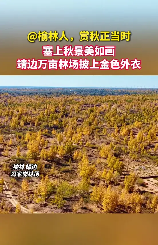 塞上秋景美如画，靖边万亩林场披上金色外衣
